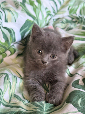 Male British shorthair
