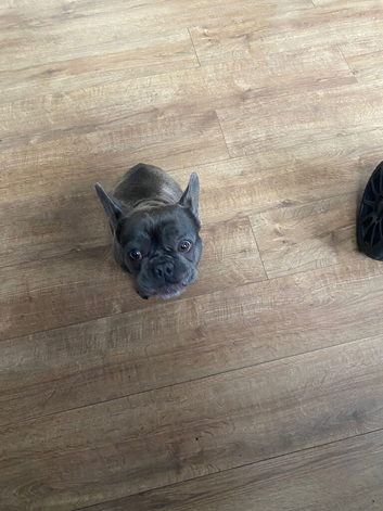 Frenchie