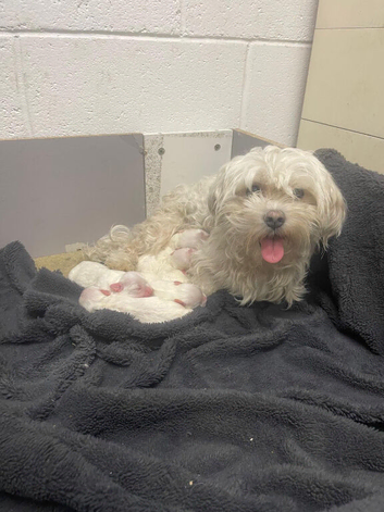 4 Maltese puppies