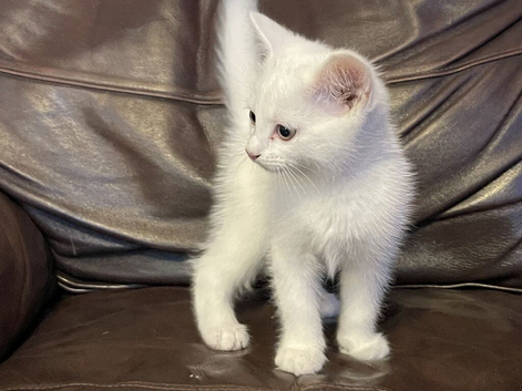 Playful White Kittens
