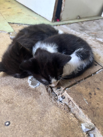 2 mixbred mainecoon kittens ready to go ASAP