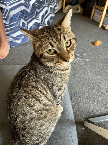 Beautiful and fluffy family male cat