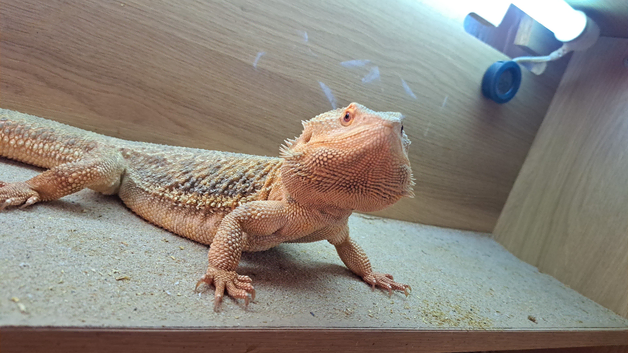 Reptile boarding 30 years experience