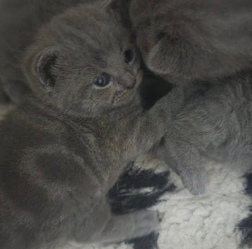 5 British shorthair kittens for sale not ready for 5 weeks!!!