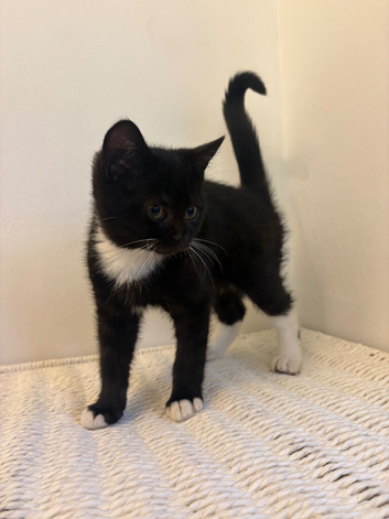 Lovely little Kitten