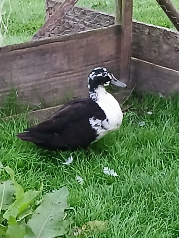 Cayuga cross drake Free to  good  home