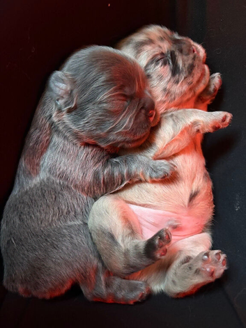 Exceptional full fluffy French bulldogs