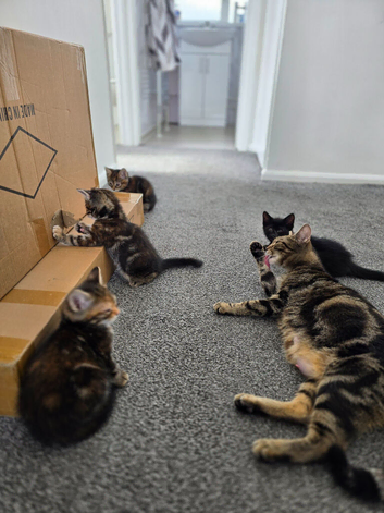 8 week old cats for sale