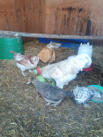 4 hens and cockerel