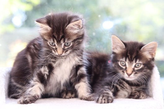 Tabby Kittens READY SOON