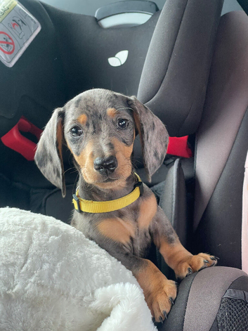Miniature dachshund puppies for sale