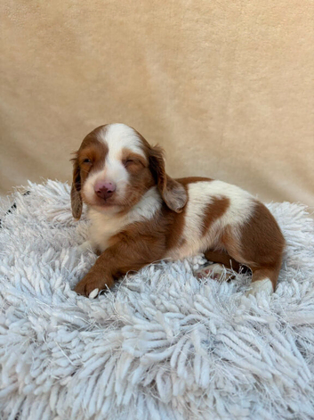 6 Dachshund Boys  available