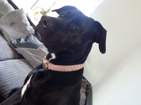 Princess cane corso