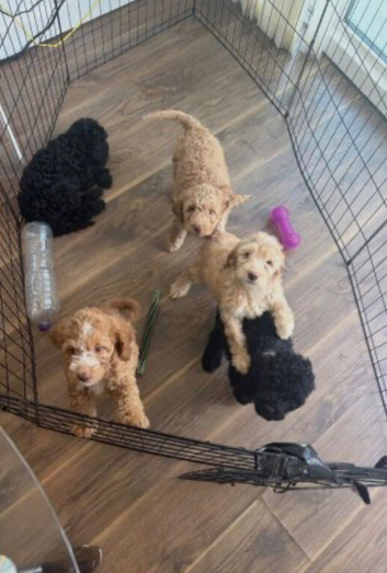 Cockapoo puppy