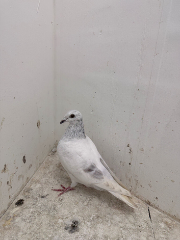Racing pigeons for sale