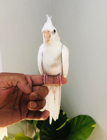 Beautiful hand tamed cockatiels for sale.