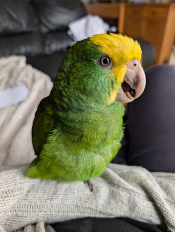Double yellow headed Amazon Magna Parrot