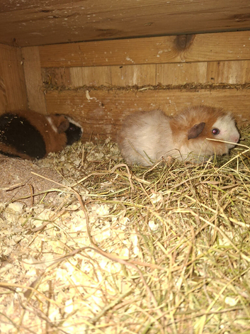 Guinea pigs looking for new lawns