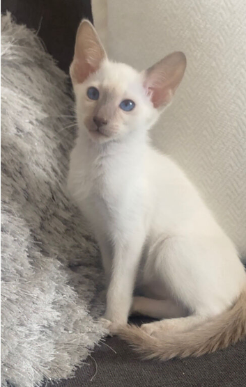 Full Siamese 1boy left