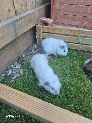 2 male guinea pigs