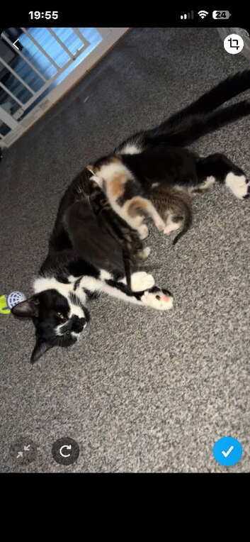 Kittens