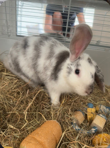 Rabbit