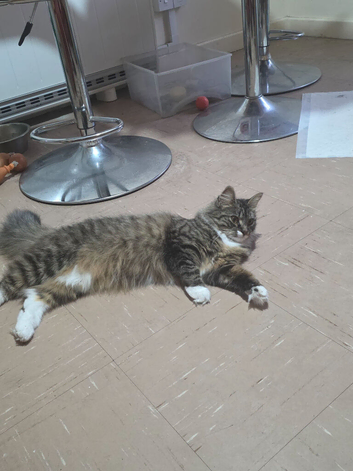 Siberian cat