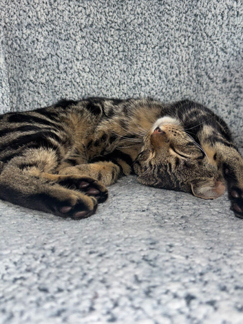 MALE TABBY CAT