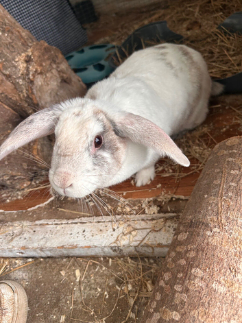 FEMALE RABBIT
