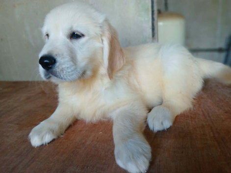 Puppy is now sold lovely home found .  thankyou to all