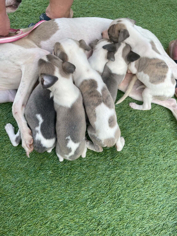 Whippet