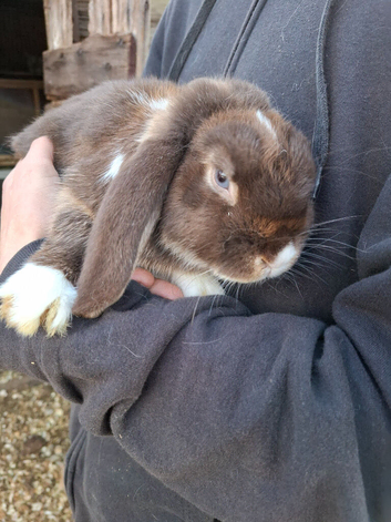 7 month old friendly mini lop