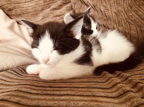 8 week kittens