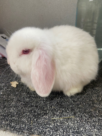 Female white lops