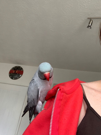 Blue/grey male ringneck and cage