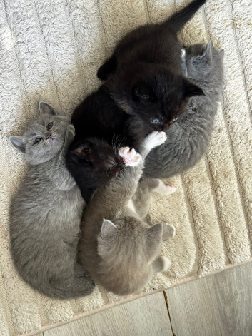Ragdoll x British short haired kittens