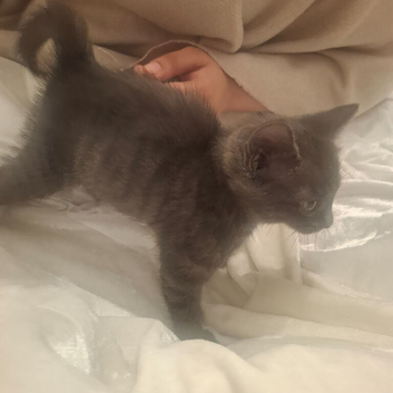 Grey bhs female kitten