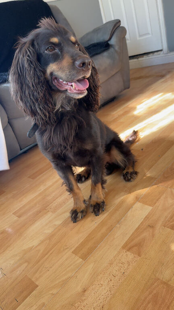 Chocolate and tan boy