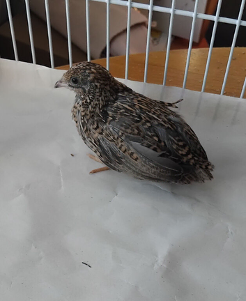 8 young Chinese painted quail