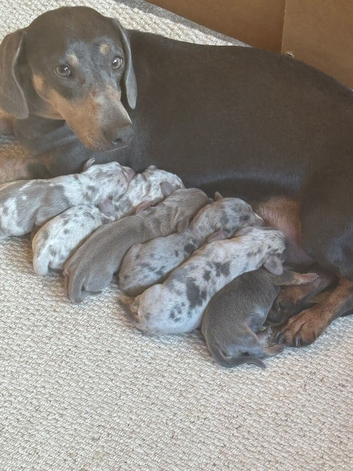 Beautiful miniature Dachshunds