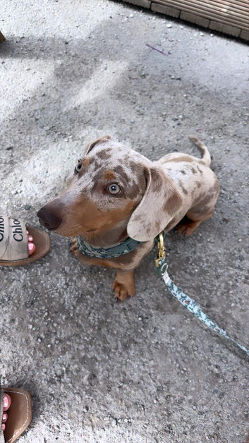 Dapple miniature dachshund