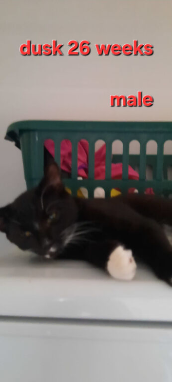 Numerous cats/kittens needing a new home