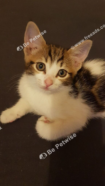 10‑week‑old male kitten &mdash; ready now &mdash; litter trained &mdash; &pound;30