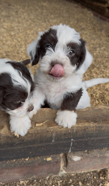 FARM BRED Jack Russell puppies