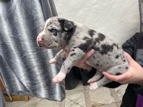 Lurcher puppies