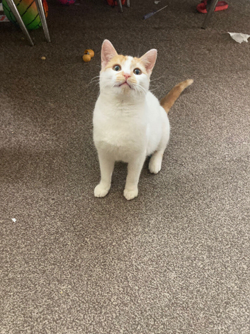 Female 2 years old