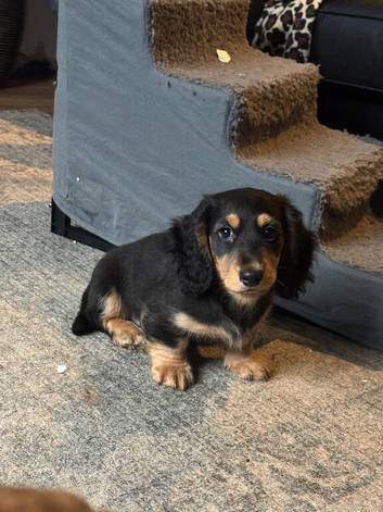 REDUCED KC REGISTERED Long Haired Miniature Daschund puppies looking for there forever home.