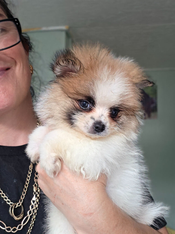 Pomeranian Puppies