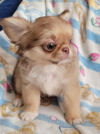 Beautiful Long haired chihuahua puppies