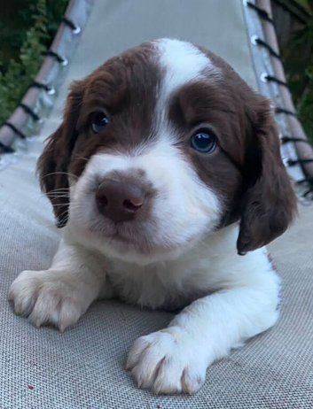 Border collie puppies